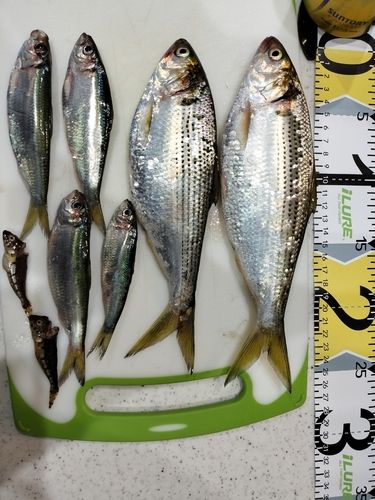 コノシロの釣果