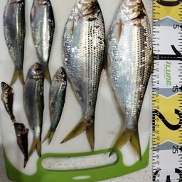 アサヒアナハゼ