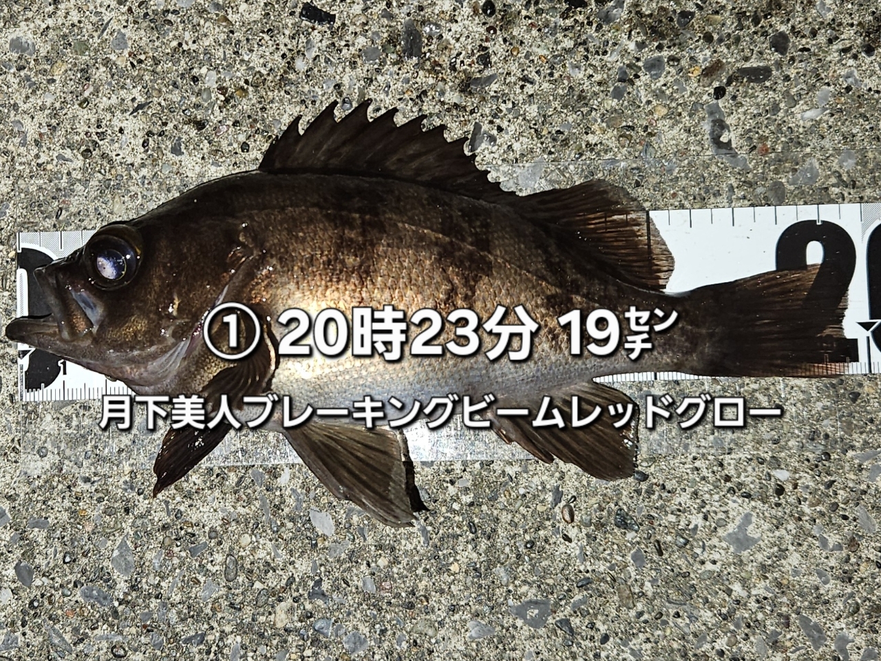 DAIWA 20月下美人 メバルモデル 76L-Tの最安値・インプレ・釣果 DAIWA 20月下美人 メバルモデル 76L-Tの最安値・インプレ・釣果