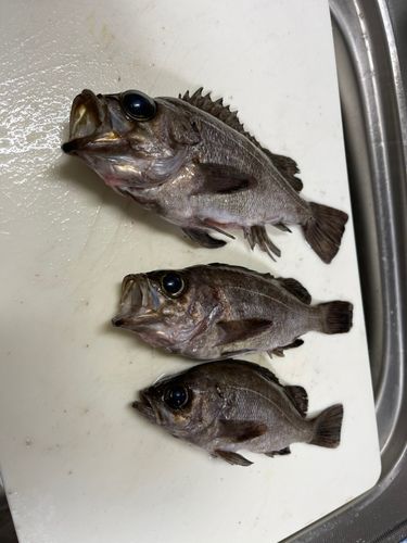 メバルの釣果