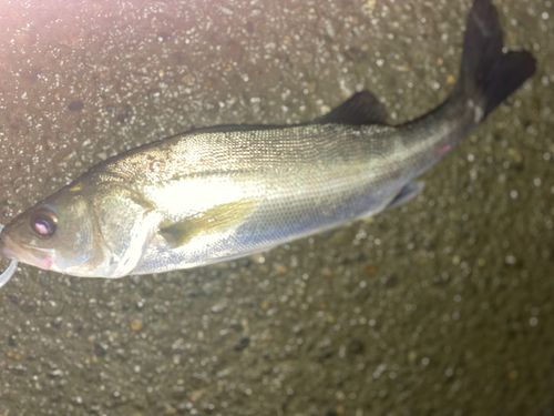 フッコ（マルスズキ）の釣果