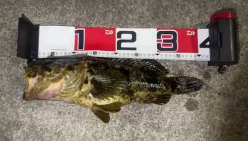 ベッコウゾイの釣果