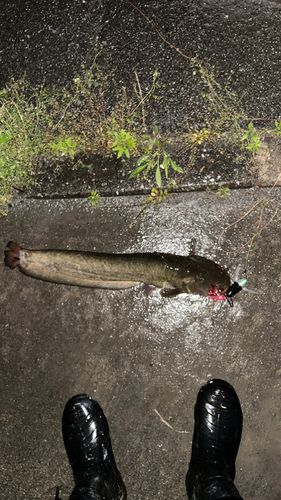 ナマズの釣果
