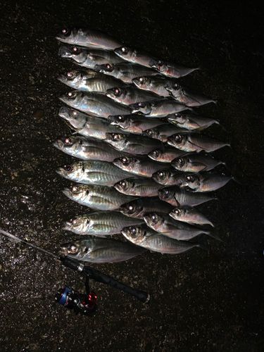 アジの釣果