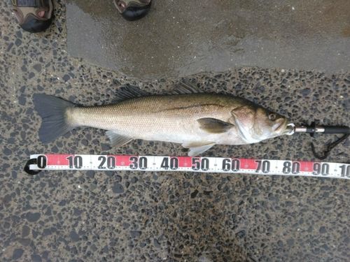 スズキの釣果