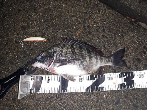 クロダイの釣果