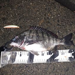 クロダイ