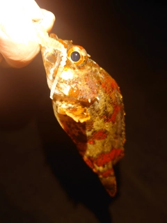 ヨロイメバルの釣果