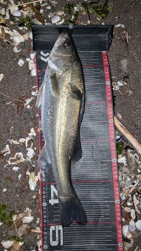 スズキの釣果