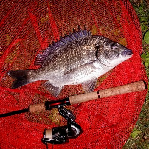 ミナミクロダイの釣果