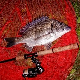 ミナミクロダイ