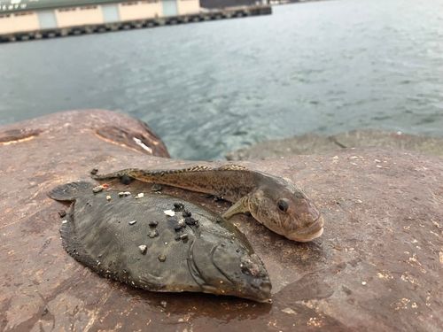 カレイの釣果