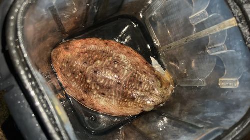 コウイカの釣果