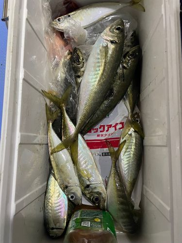 マアジの釣果