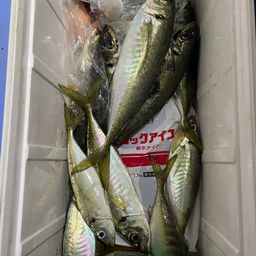 マアジ