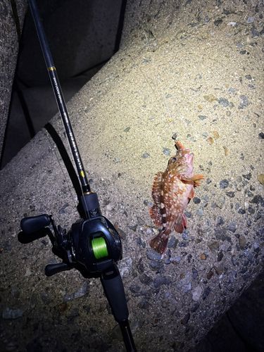 カサゴの釣果