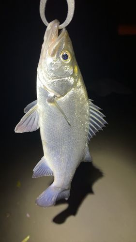 フッコ（ヒラスズキ）の釣果