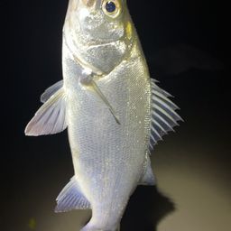 フッコ（ヒラスズキ）