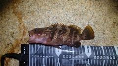 アコウの釣果