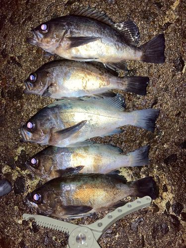 メバルの釣果