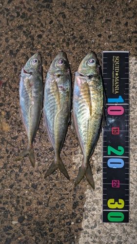 マアジの釣果