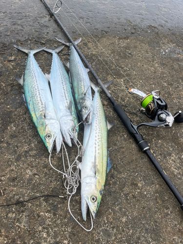 サゴシの釣果