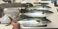 ワラサの釣果