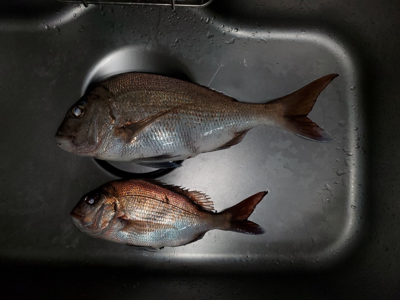 SHIMANO 17ソアレ CI4+ アジング S608UL-Sの最安値・インプレ SHIMANO 17ソアレ CI4+ アジング S608UL-Sの最安値・インプレ