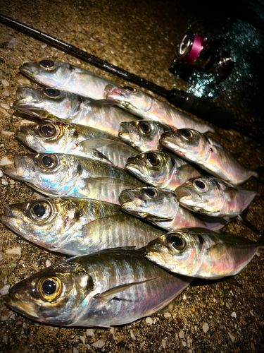 アジの釣果