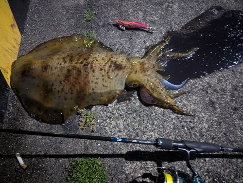 アオリイカの釣果