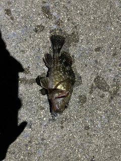 カサゴの釣果