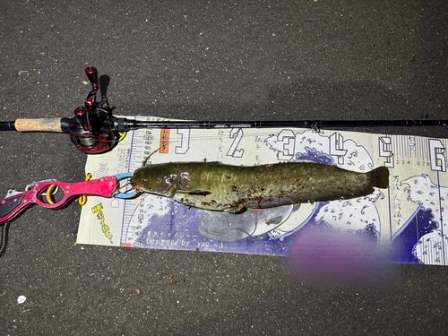 マナマズの釣果