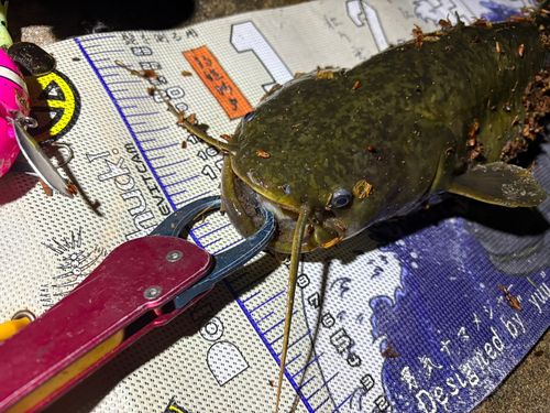 マナマズの釣果