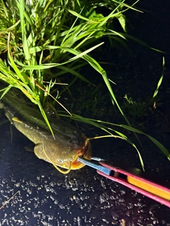 マナマズの釣果