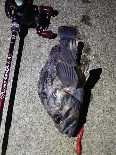 クロソイの釣果