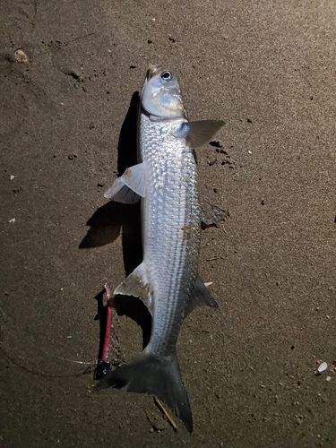 ボラの釣果