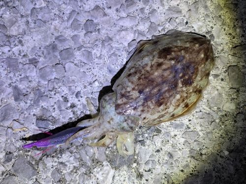 コウイカの釣果