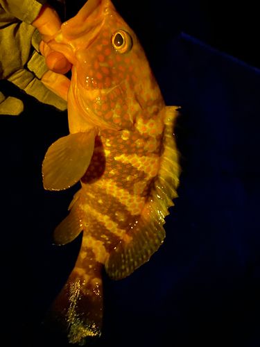 キジハタの釣果