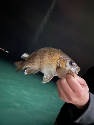 メバルの釣果