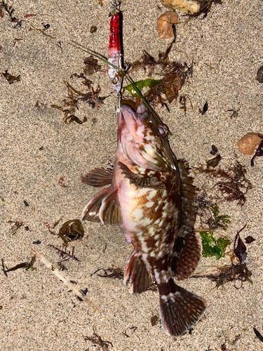 カサゴの釣果