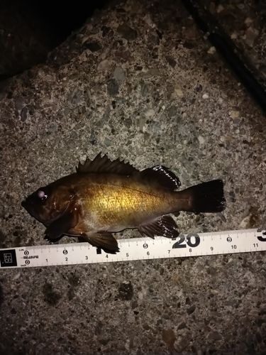 メバルの釣果