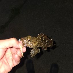 カサゴ