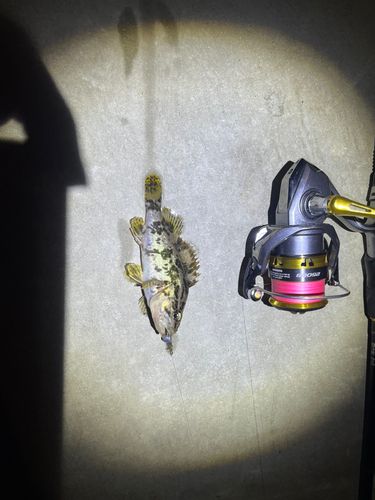 タケノコメバルの釣果