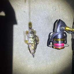 タケノコメバル