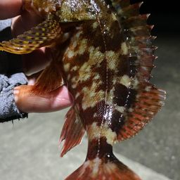 カサゴ