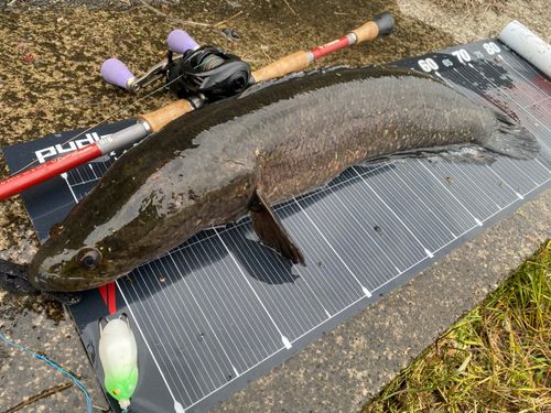 ライギョの釣果