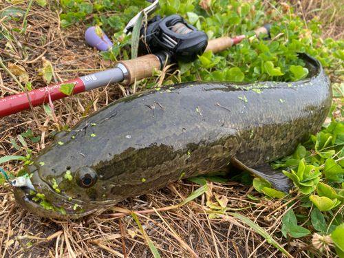 ライギョの釣果