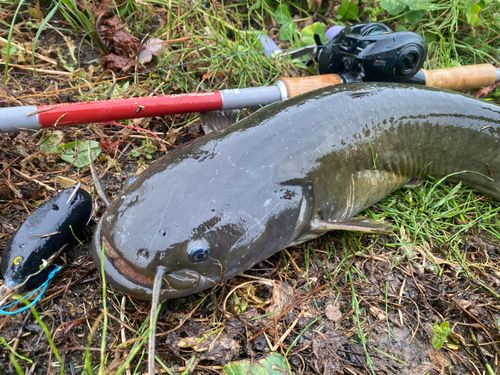 ナマズの釣果