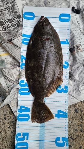 ヒラメの釣果