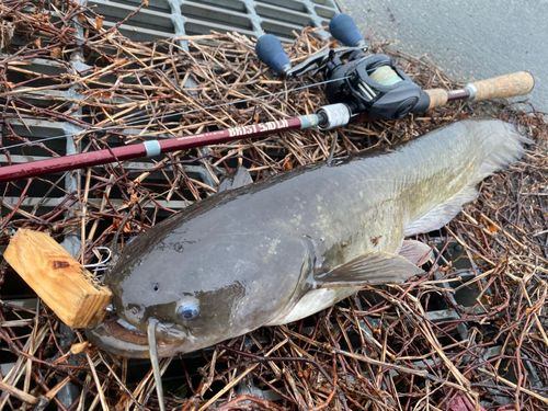 ナマズの釣果